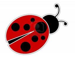 coccinelle