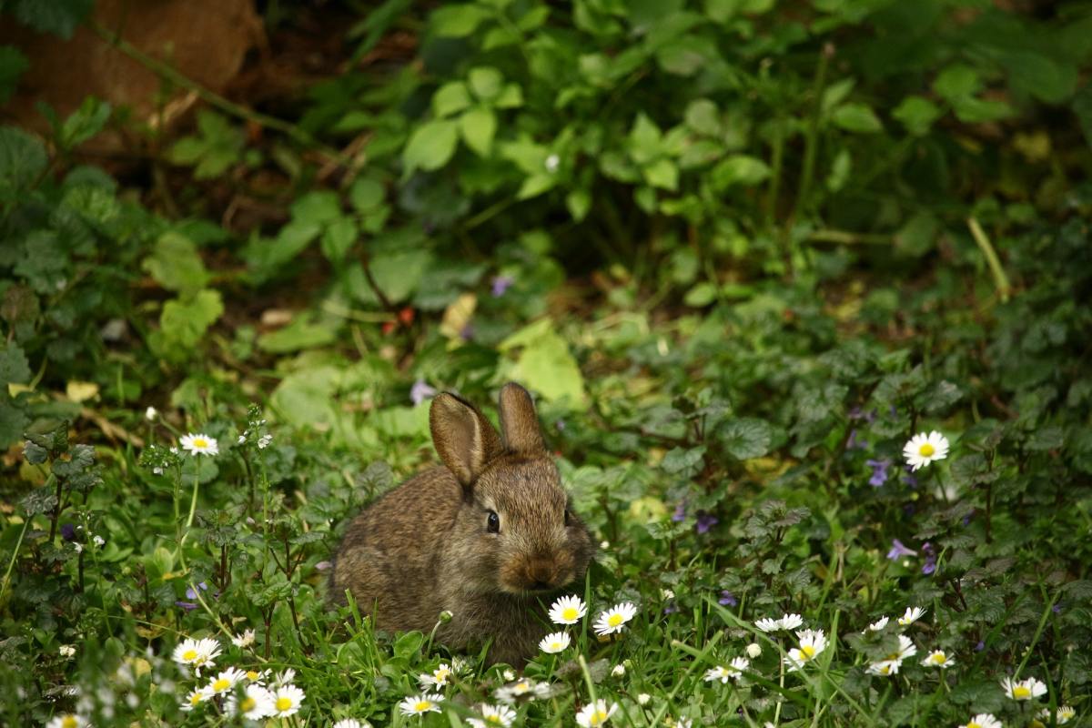 A week of Diary of a Writing Project: Chasing a rabbit in a new&nbsp;reality